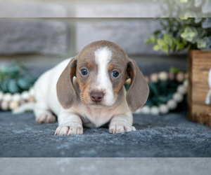 Dachshund Litter for sale in TOPEKA, IN, USA