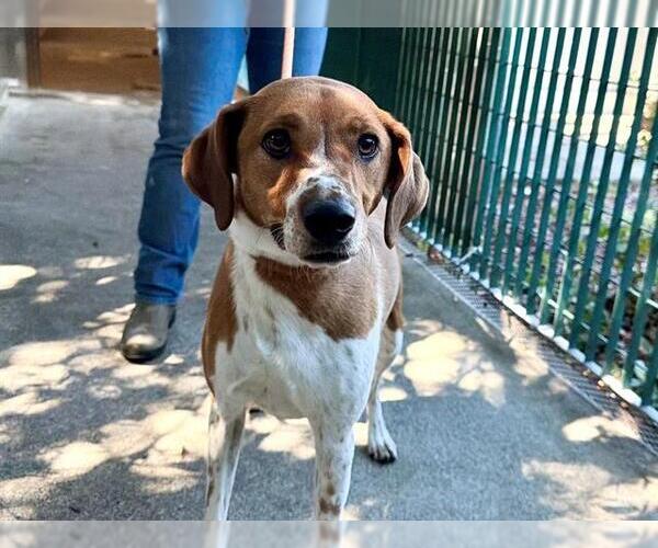 Medium Photo #2 American Foxhound-Unknown Mix Puppy For Sale in Santa Rosa, CA, USA