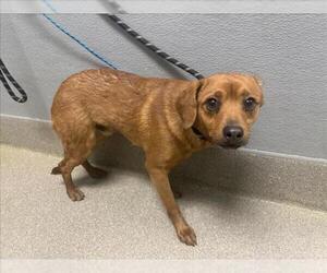 Mutt Dogs for adoption in Las Vegas, NV, USA
