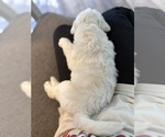 Small #2 Labradoodle