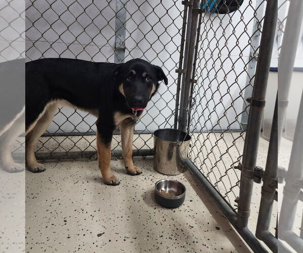 Medium Photo #5 German Shepherd Dog-Unknown Mix Puppy For Sale in Fargo, ND, USA