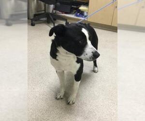 Mutt Dogs for adoption in Riverside, CA, USA