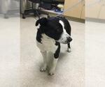 STAR - Female Mutt Dog for Adoption - Small photo