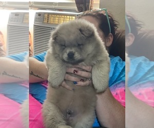 Chow Chow Puppy for sale in COWETA, OK, USA
