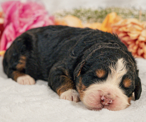 Bernedoodle-Bernese Mountain Dog Mix Puppy for sale in ERIE, CO, USA