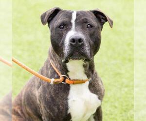 American Pit Bull Terrier Dogs for adoption in Camarillo, CA, USA