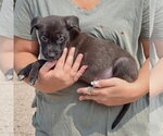 Small #1 Labsky