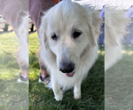 Small #2 Great Pyrenees