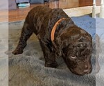 Small Photo #2 Labradoodle Puppy For Sale in JOPLIN, MO, USA