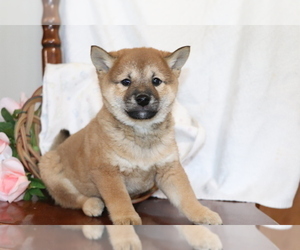 Shiba Inu Puppy for sale in SHILOH, OH, USA