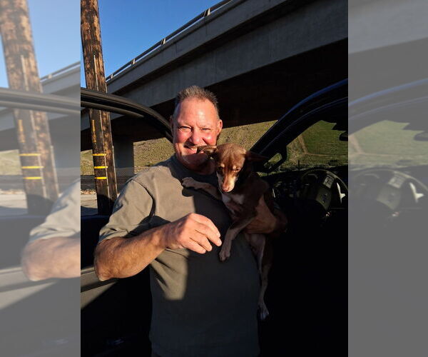 Medium Photo #1 Miniature Pinscher Puppy For Sale in Dana Point, CA, USA