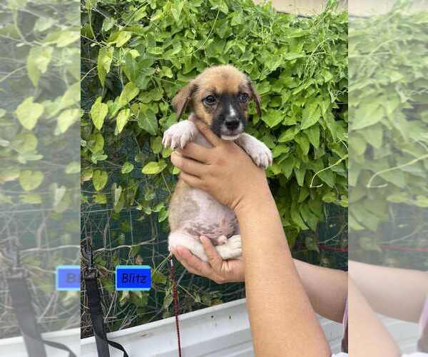 Medium Photo #1 Spaniel-Welsh Corgi Mix Puppy For Sale in Brewster, NY, USA