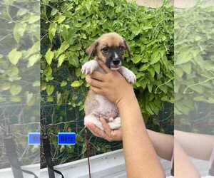 Spaniel-Welsh Corgi Mix Dogs for adoption in Brewster, NY, USA