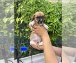 Small Spaniel-Welsh Corgi Mix