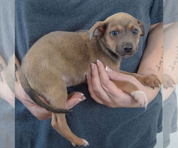 Medium Photo #2 Chipin Puppy For Sale in Huntley, IL, USA