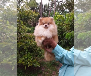 Pomeranian Puppy for sale in WEST PALM BEACH, FL, USA