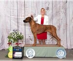 Small #8 Rhodesian Ridgeback