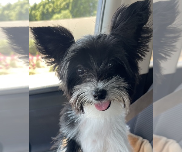 Medium Photo #1 Yorkshire Terrier Puppy For Sale in PALM DESERT, CA, USA