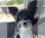 Small Photo #1 Yorkshire Terrier Puppy For Sale in PALM DESERT, CA, USA