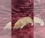 Small #26 Goldendoodle