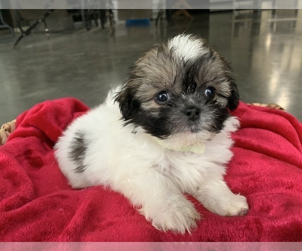 Medium Photo #3 Zuchon Puppy For Sale in GREENWD, IN, USA