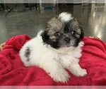 Small Photo #3 Zuchon Puppy For Sale in GREENWD, IN, USA