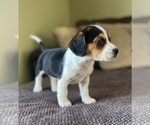 Small Photo #4 Beagle Puppy For Sale in FORDLAND, MO, USA
