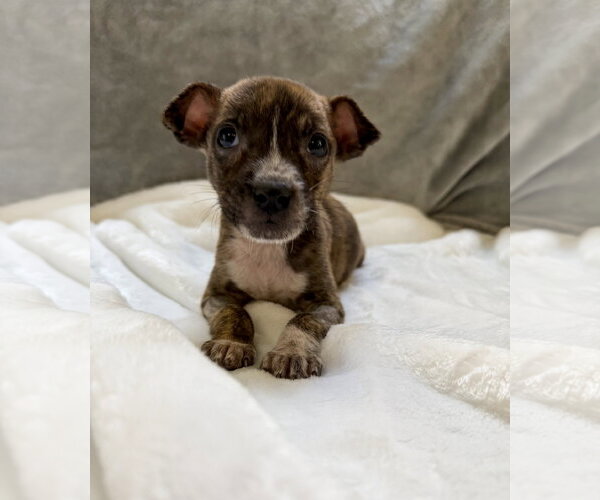 Medium Photo #3 Mutt Puppy For Sale in Plainfield, IL, USA
