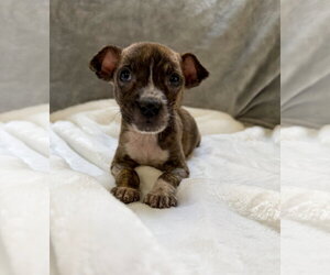 Barkley - Male Mutt Dog for Adoption - Photo #3