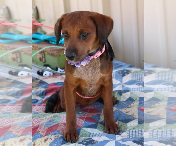 Medium Photo #4 Dachshund Puppy For Sale in Bandera, TX, USA