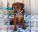 Small #3 Dachshund