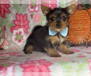 Yorkshire Terrier Puppy for sale in LANCASTER, PA, USA