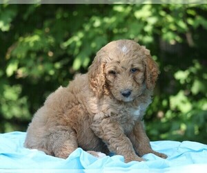 Poodle (Standard) Puppy for sale in FREDERICKSBG, OH, USA