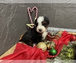 Small Photo #15 Bernedoodle Puppy For Sale in ATHENS, WI, USA