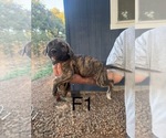 Small #1 Presa Canario