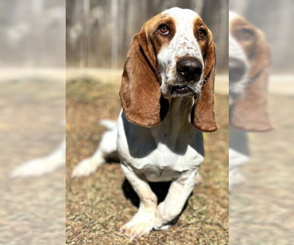 Medium Photo #9 Basset Hound Puppy For Sale in Deepwater, NJ, USA