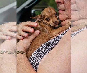 Chihuahua-Unknown Mix Dogs for adoption in Wakefield, RI, USA