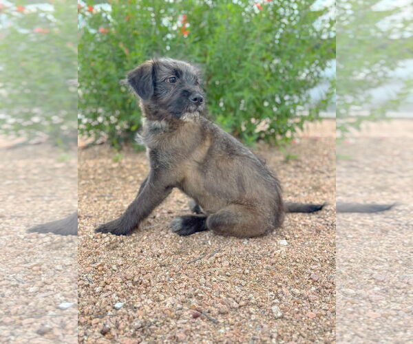Medium Photo #6 Mutt Puppy For Sale in PIPE CREEK, TX, USA
