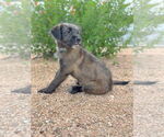 Small #5 Mutt