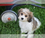 Small #1 Cavachon