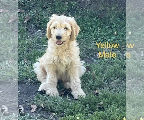 Medium Photo #1 Goldendoodle Puppy For Sale in BLAKESBURG, IA, USA