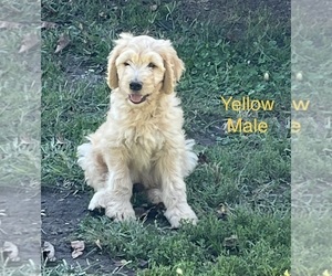Goldendoodle Puppy for Sale in BLAKESBURG, Iowa USA