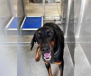 Doberman Pinscher Dogs for adoption in Downey, CA, USA