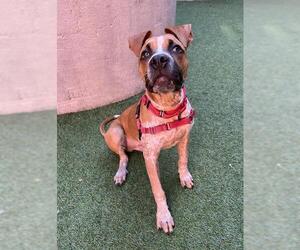 Mutt Dogs for adoption in San Francisco, CA, USA