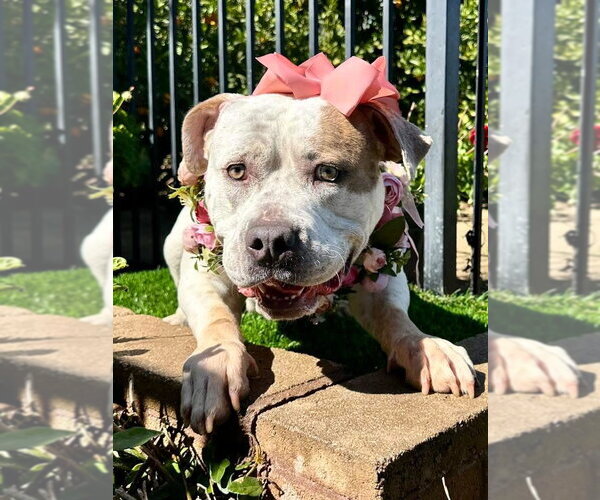 Medium Photo #3 American Bulldog-Unknown Mix Puppy For Sale in Redlands, CA, USA