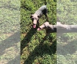 Small #5 Doberman Pinscher