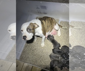 Mother of the American Pit Bull Terrier puppies born on 09/14/2023