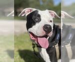 Small #7 American Bulldog