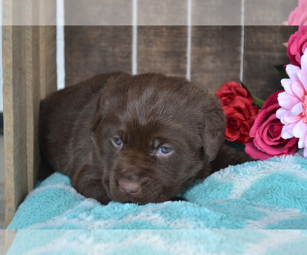 Medium Photo #28 Labrador Retriever Puppy For Sale in GREENWOOD, WI, USA