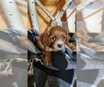 Small #1 Cavapoo (Miniature)